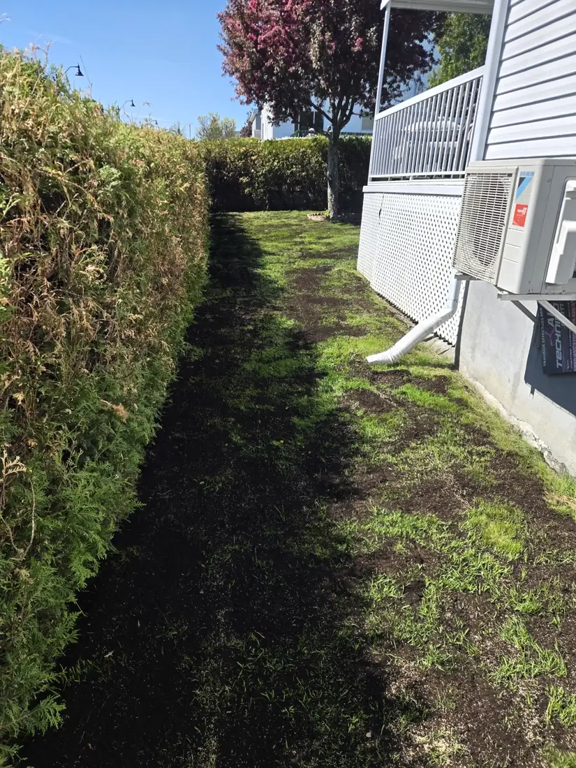 Topdressing between the hedge and the house