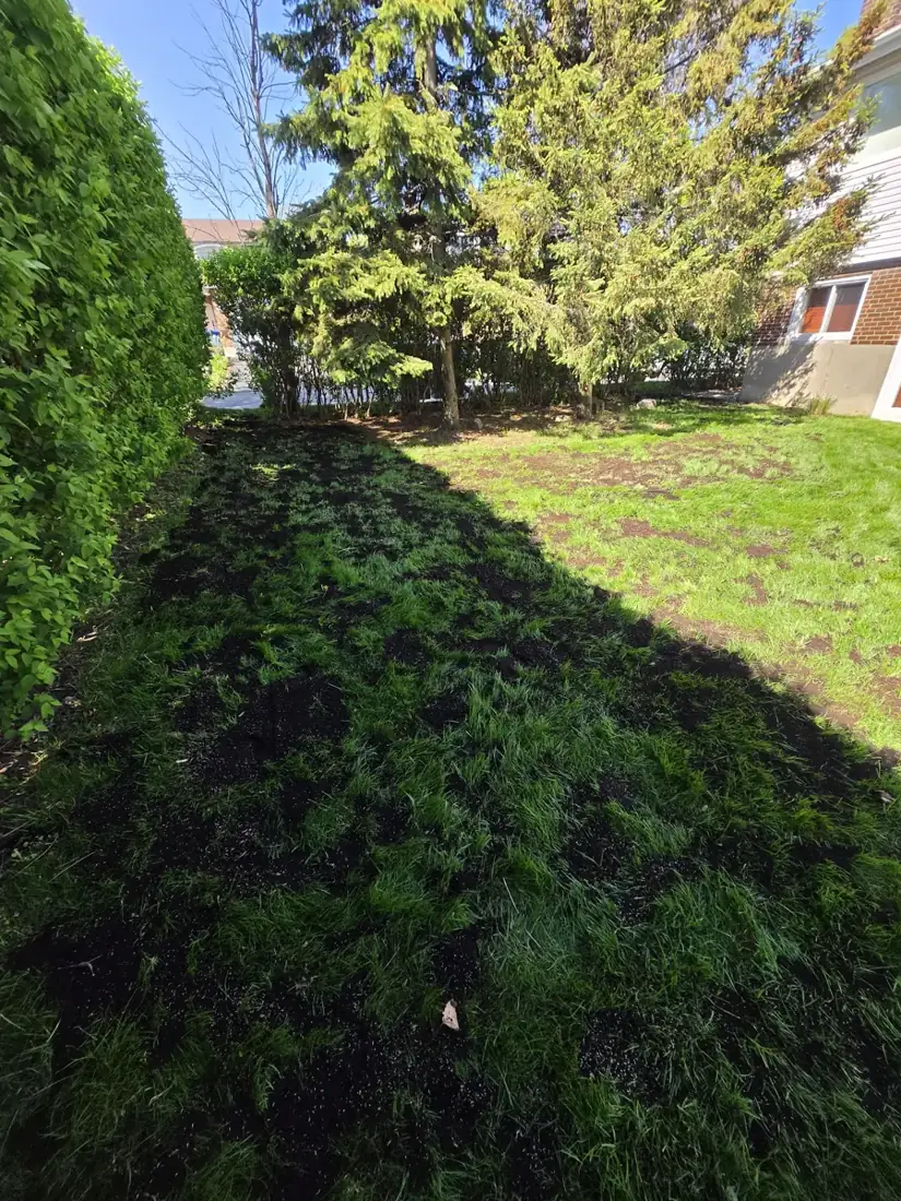 Topdressing along a hedge
