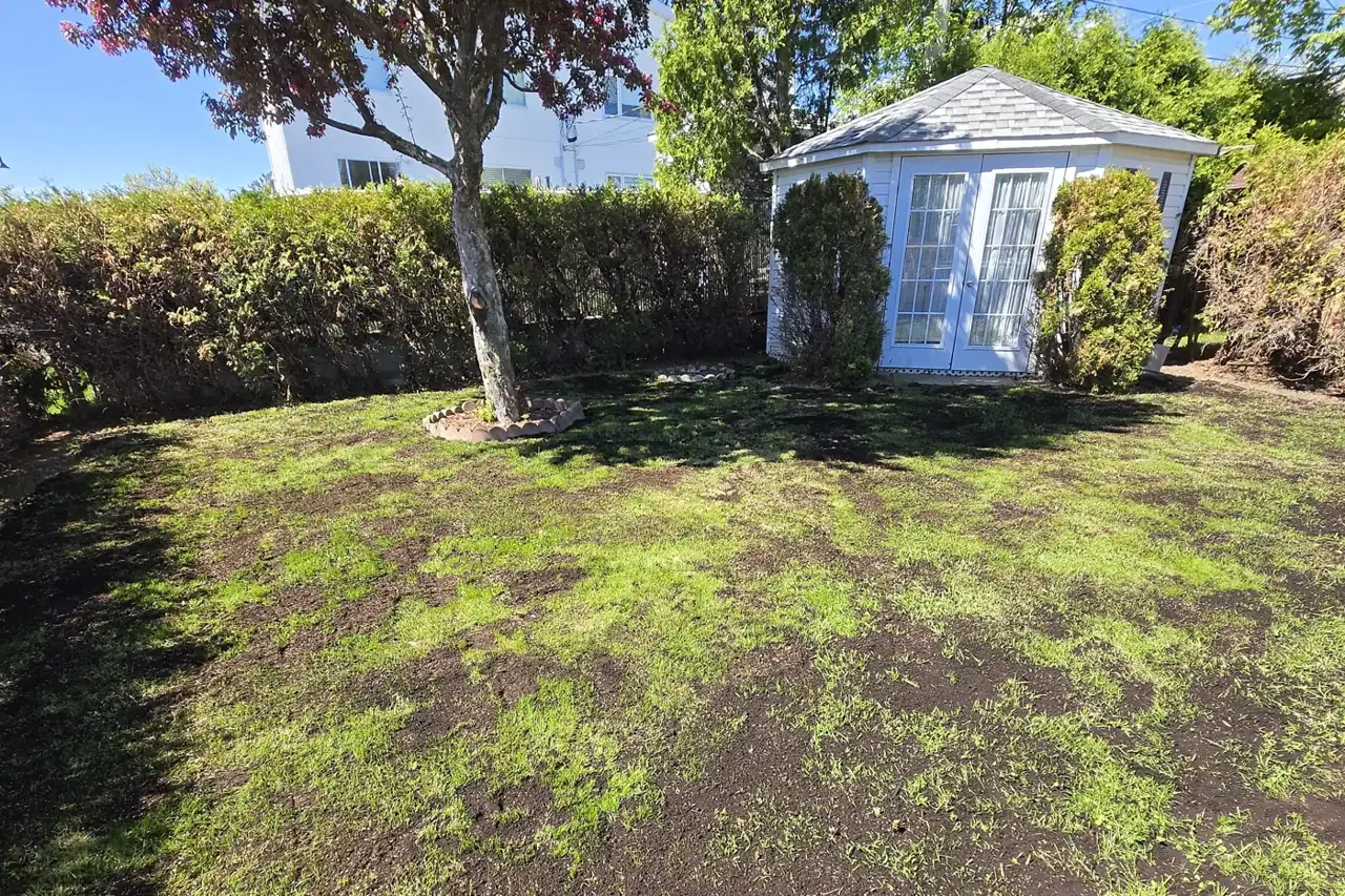 Backyard with a gazebo after topdressing and overseeding